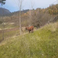 فروش فوری گاو با گوساله|حیوانات مزرعه|فریم, |دیوار