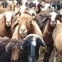 شیشک بره کشتنی (روستایی و محلی )