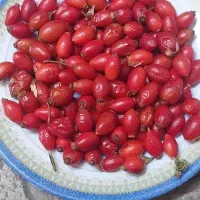 گل نسترن