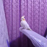 خرید ps5 اسلیم در محل