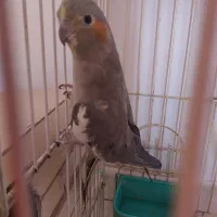 عروس هلندی|پرنده|کرج, سیاه کلان|دیوار