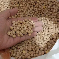 نخود دیم  ارگانیک کرمانشاه درجه یک به شرط تست