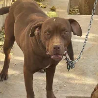 سگ پیتبول ماده