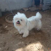 سگ پاکوتاه فروشی