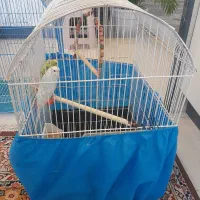 یک جفت مرغ عشق به همراه قفس