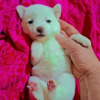 پامر اشپیز عروسکی|سگ|رشت, دیانتی|دیوار