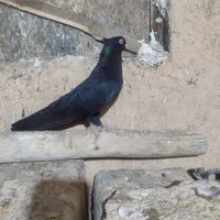 کبوتر طوقی و زاغ