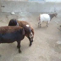 دو عدد گوسفند و یک عدد بز جوان
