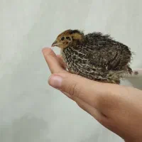 بلدرچین نر و ماده