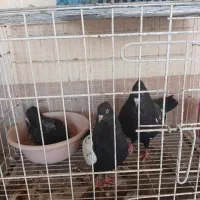 کبوتر بهبهونی|پرنده|برازجان, |دیوار