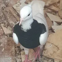 طوقی زرد و سیاه ماده ۷ بند|پرنده|خرمشهر, |دیوار