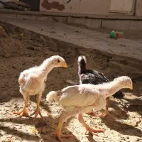 ۵ عدد جوجه لاری اصیل دونگ بالا اصل افغانستان|حیوانات مزرعه|تکاب, |دیوار