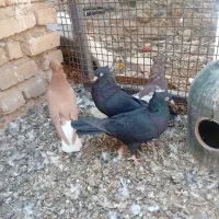 کفتر طوقی دم سفید|پرنده|شیراز, قلات|دیوار