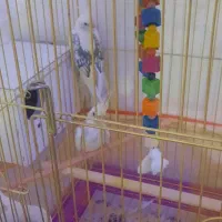 عروس هلندی دوکت