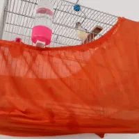 سهره قناری ابلغ|پرنده|بروجرد, |دیوار