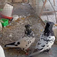 کفتر شازده،سینه دم سیاه|پرنده|نائین, |دیوار