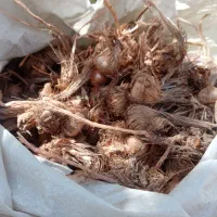 پیاز زعفران باگلدهی زیاد مرغوب بدون خاک