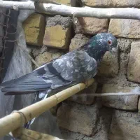 فروش پرنده|پرنده|محمدیه-قزوین, |دیوار