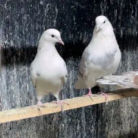 کفتر کبوتر|پرنده|تهران, حکیمیه|دیوار