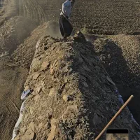 کود مرغ گوشتی مستقیم از سالن مرغداری