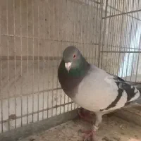 کفتر شهرستانی پلاکی مسافتی|پرنده|فردیس, شهرک شهید حسینی|دیوار