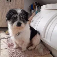 شیتزو نر شناسنامه دار