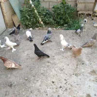 کبوتر، الوان همه رنگ