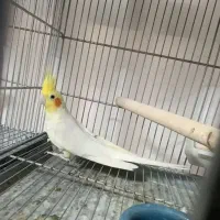 عروس هلندی لوتینیو نر