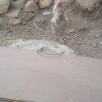 جوجه