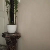 گل درحال رشد وپاجوش|گل و گیاه طبیعی|اسلامشهر, شهرک قائمیه|دیوار