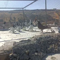 دست کفتر شهری