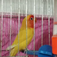 جفت کوتوله مولد