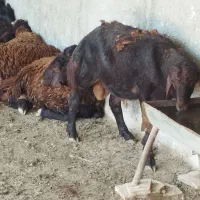 سلام علیکم اقا 60تا بره قزل افشار درجه یک موجود هس