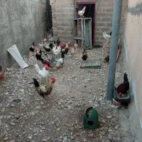 خروس کردی جوان