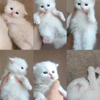 گربه|گربه|قرچک, |دیوار
