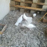 کفتر پرشی و زینتی