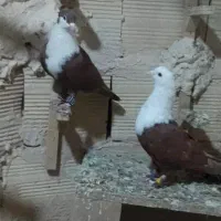 کفتر کلاغ سرخ کاکلی... طوقی سیاه کاکلی