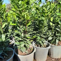 برگ بو|گل و گیاه طبیعی|قائمشهر, |دیوار