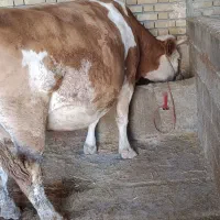 گاو|حیوانات مزرعه|کرمانشاه, |دیوار