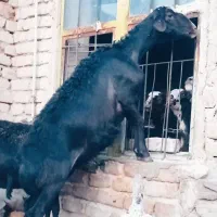 دو عدد میش قزل افشار آبستن سنگین بشرط سونو گرافی