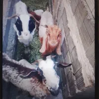 سه راس گوسفند سرحال یکی ۴ ماهه آوس هست