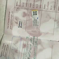 سگ نژاد میکس شیدزو پامرین|سگ|تهران, مجیدیه|دیوار