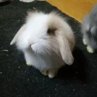 خرگوش لوپ هلندی مینیاتوری اصل