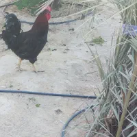 معاوضه خروس با مرغ کرک