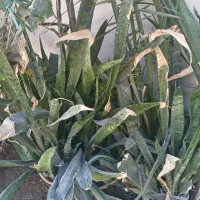 کاکتوس شاخ گوزنی و برگ|گل و گیاه طبیعی|بندرعباس, |دیوار