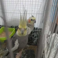 یک جفت عروس