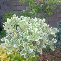 گل های تکی و چندتایی|گل و گیاه طبیعی|کلاچای, |دیوار