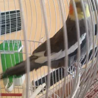 عروس هلندی|پرنده|بختگان, |دیوار