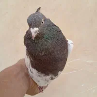 کله ای قهوه ای نر|پرنده|باغ بهادران, |دیوار