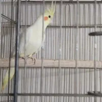 طوطی عروس مولد|پرنده|نظرآباد, رسالت|دیوار